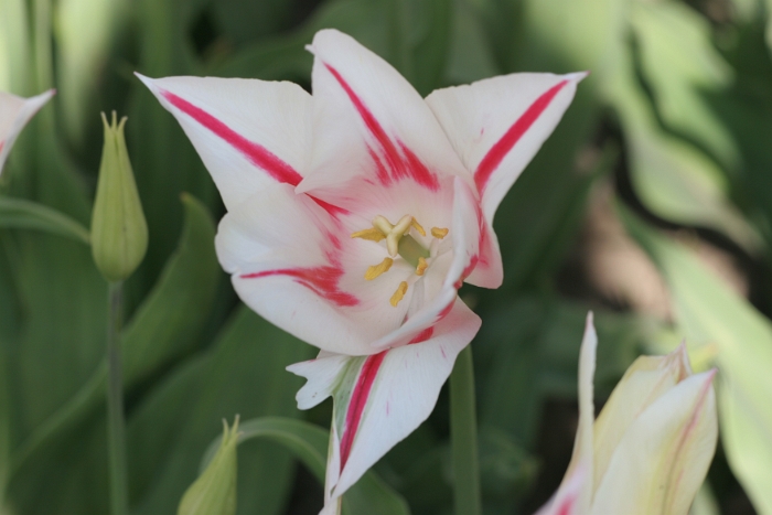 Tulipes a Morges 2007 - 059